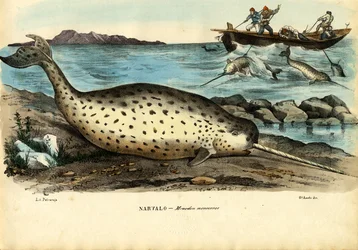 Narwal, 1863-79